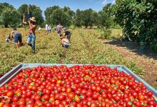 المواطنون يتفاجؤون بارتفاعات غير مسبوقة لأسعار الطماطم