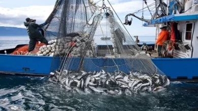 اتفاق لتقنين صيد الأسماك دون الحجم القانوني